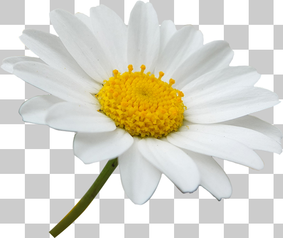マーガレットの花の切り抜き画像 無料 商用可能 切り抜き写真画像保管庫 Png Psdフリー素材ダウンロード