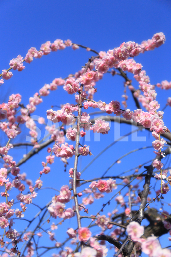 呉服枝垂（ごふくしだれ）梅の花